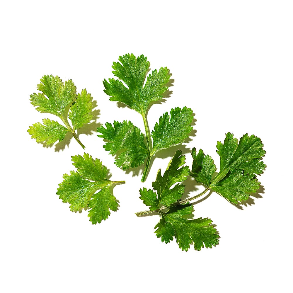Coriander